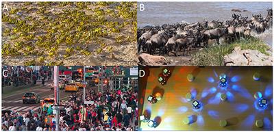 The hybrid bio-robotic swarm as a powerful tool for collective motion research: a perspective